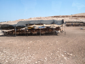 Schafställe mit unterkünften in einem Beduinendorf in der Westbank. Im Hintergrund die Panele einer Solaranlage zur Stromerzeugung